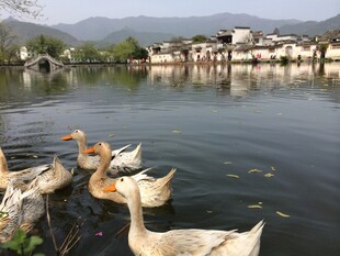 湖畔群鸭戏水的美丽景致