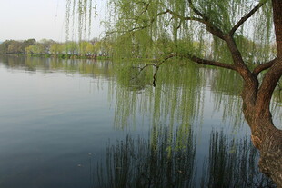 湖畔垂柳映碧水