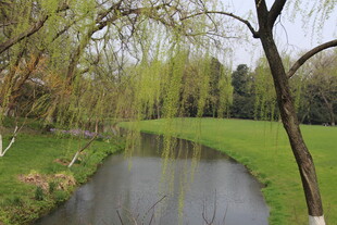 春日河畔柳色青青