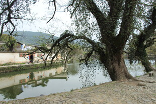 河畔老树 静谧乡村景致