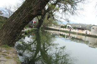 河畔垂柳 宁静水乡景致