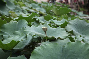 荷叶繁茂的夏日荷塘景象