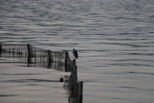 水边木桩上的孤独鸟儿