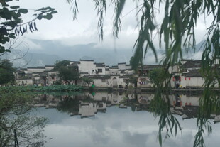 江南水乡湖畔垂柳景致