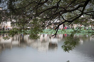 湖畔垂柳映景 静谧美好
