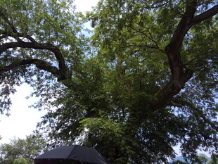 树下露营的惬意时光