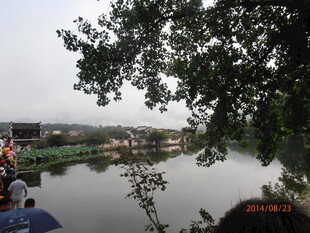 河畔风景 绿树映衬宁静水域