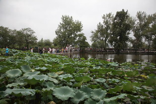 荷塘景色 绿意盎然