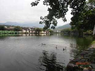 湖畔宁静风光 水鸟嬉戏