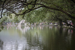 湖畔绿荫下的静谧水景