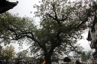 古老大树下的热闹场景