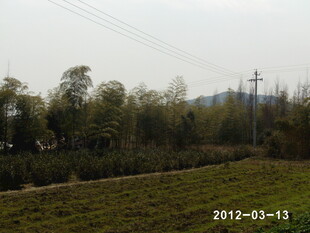 田野风光 远处树木与电线