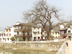 古村落景致 老树伴民居