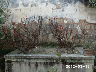 废弃墙边枯萎植物景象