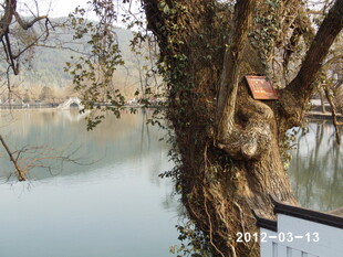 湖边老树挂鸟屋