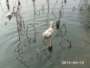 水中残荷与游弋白鸟