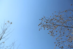 蓝天映衬下的稀疏树枝