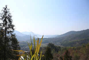 山间美景 树木与远山相映