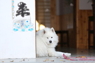 萨摩耶躲门后好奇张望