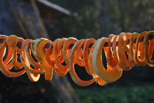 晾晒的橙色环状果蔬干