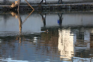 水面倒影中的城市景象