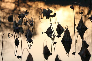 夕阳下的残荷剪影