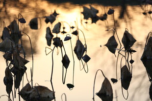 夕阳下的荷叶剪影