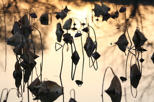 残荷剪影 夕阳下的诗意画面