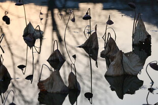残荷倒影 尽显秋之韵味