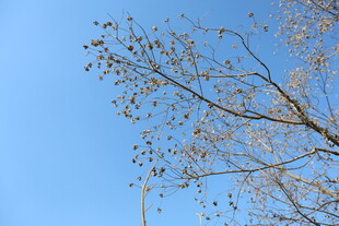 蓝天映衬下的光秃树枝