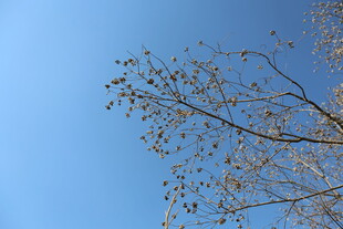 蓝天映衬下的稀疏树枝