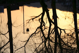 夕阳下光秃树枝的景象