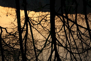 夕阳下的枯树枝影