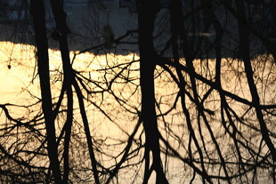 夕阳下的枯树枝