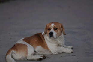 趴着的棕白相间小狗