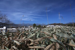冬日田野里的废弃植物堆