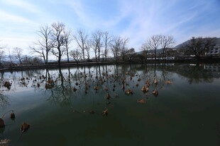 宁静湖面与岸边树木景致