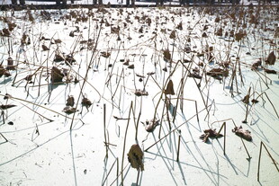 雪覆残荷景