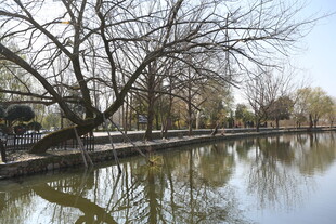 春日湖畔垂柳倒影美景