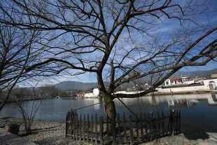 冬日湖边枯树与远处建筑