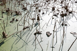 残荷立于水面的萧瑟景象