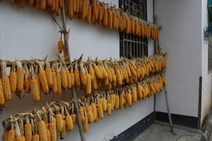 室内悬挂的金黄玉米串