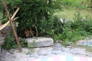 庭院角落的自然景致