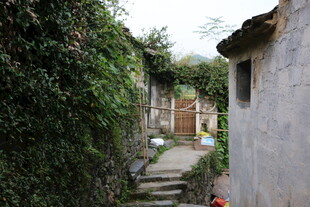 乡村小巷 绿植环绕的民居