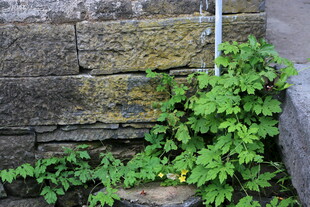 石缝间的翠绿藤蔓