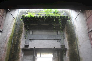 老旧建筑上的绿植景观