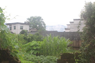 乡村绿意环绕的古朴建筑