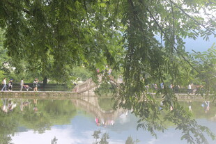 湖畔垂柳映景 静谧美好