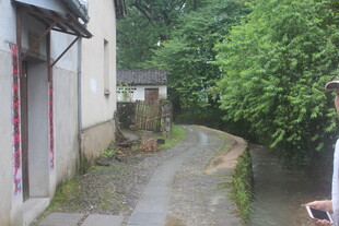 幽静小巷 绿植环绕的景致