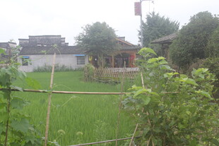 乡村田园风光 绿意盎然